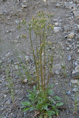 Crepis multicaulis