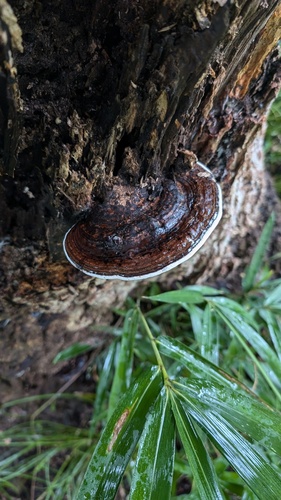 Ganoderma applanatum
