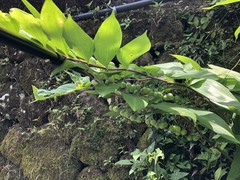 Polygonatum arisanense