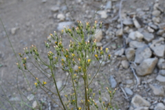 Crepis multicaulis