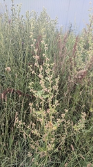 Rumex