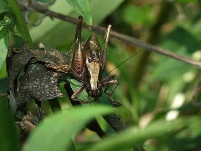 Danube Wide-winged Bush-cricket