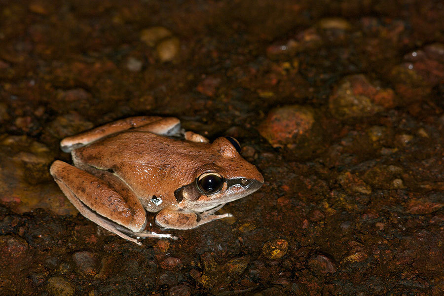 Tornier's Frog