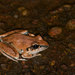 Tornier's Frog - Photo (c) John Sullivan, some rights reserved (CC BY-NC), uploaded by John Sullivan