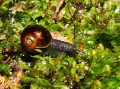 Victaphanta compacta