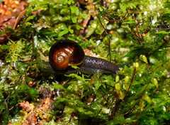Victaphanta compacta