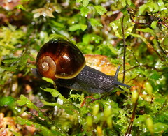 Victaphanta compacta