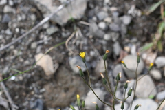 Crepis multicaulis