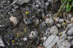Crepis multicaulis