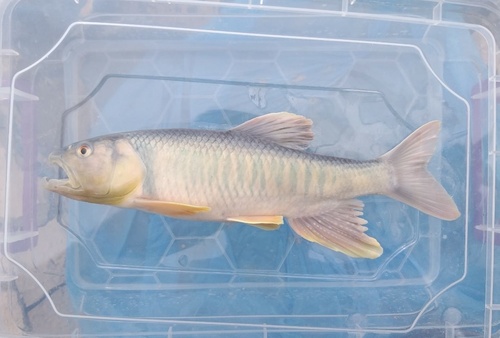 Hooksnout carp (Opsariichthys bidens) — Cyprinidae — 3