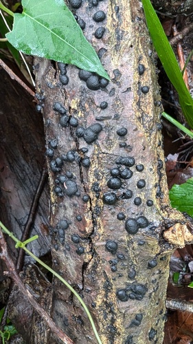 Annulohypoxylon truncatum