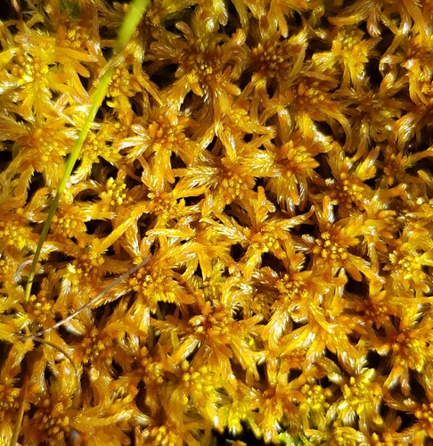 Sphagnum jensenii, 2024-08-25