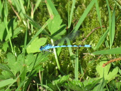 Enallagma cyathigerum