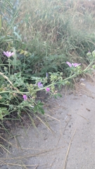 Malva sylvestris