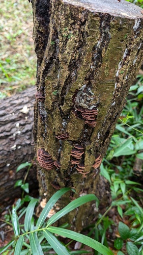 Hymenochaete cyclolamellata