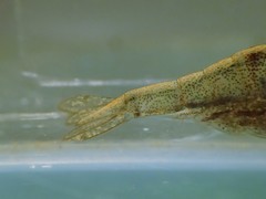 Caridina brevidactyla