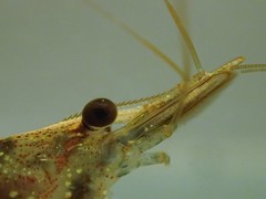 Caridina brevidactyla