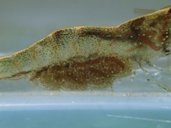 Caridina brevidactyla