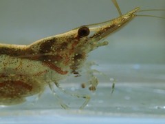 Caridina brevidactyla