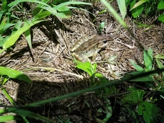 Lithobates brownorum