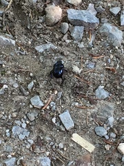 Anoplotrupes