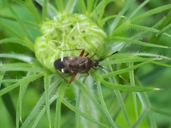 Closterotomus biclavatus