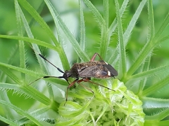 Closterotomus biclavatus