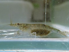 Caridina typus
