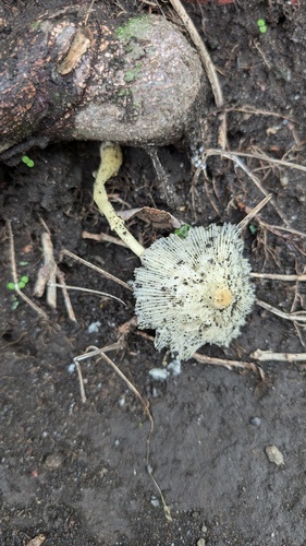 Leucocoprinus fragilissimus