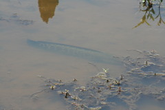 Channa argus