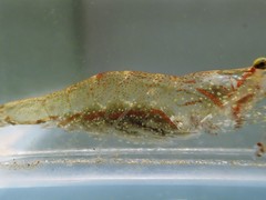 Caridina brevidactyla
