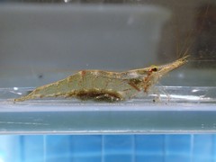 Caridina brevidactyla