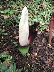 Amorphophallus hewittii