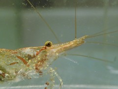 Caridina brevidactyla