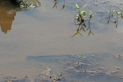 Channa argus