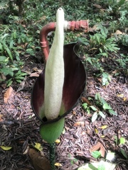 Amorphophallus hewittii