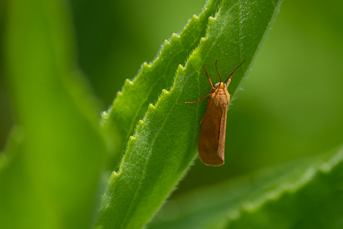 Orange Virbia Moth photo 5