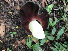 Amorphophallus hewittii