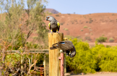 Poicephalus rueppellii