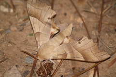 Marumba quercus