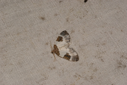 Blue-bordered Carpet