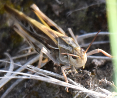 Pardalophora apiculata