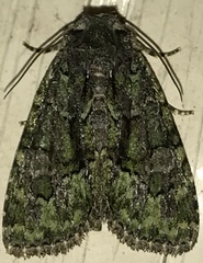 Phosphila miselioides