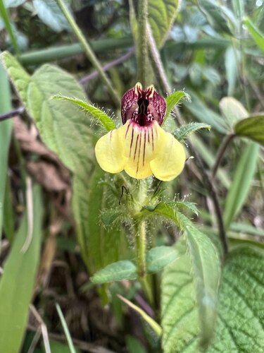 Justicia sulphuriflora
