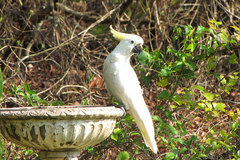 Cacatua galerita fitzroyi