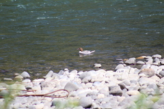 Mergus merganser