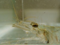 Macrobrachium australe