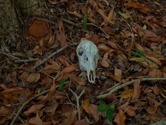 Rusa timorensis