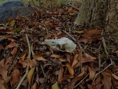Rusa timorensis