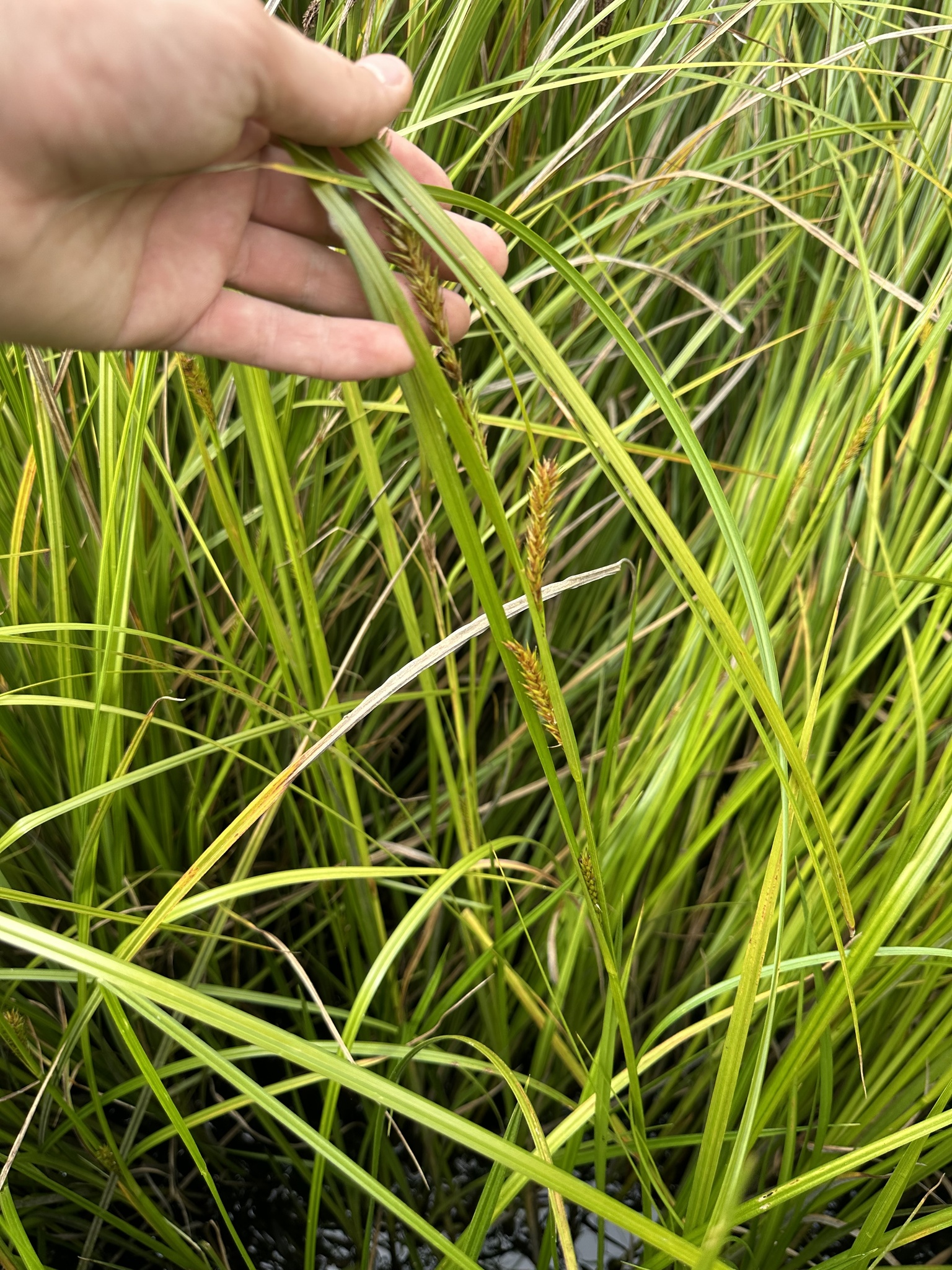 Carex vesicaria var. major